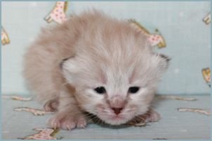 Male Siberian Kitten from Deedlebug Siberians